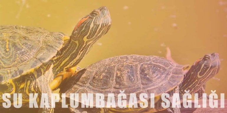Su Kaplumbağası Sağlığı Hakkında Genel Bilgiler