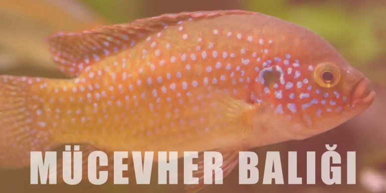 Mücevher Balığı Bakımı | Özellikleri ve Beslenişi