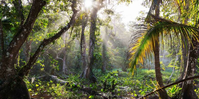 Dünyanın En Büyük Ormanı: Amazon'un Sırları ve Sakinleri