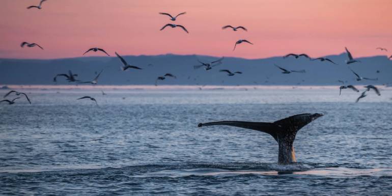 Dünyanın En Büyük Deniz Canlısı: Mavi Balinalar Hakkında Bilgi