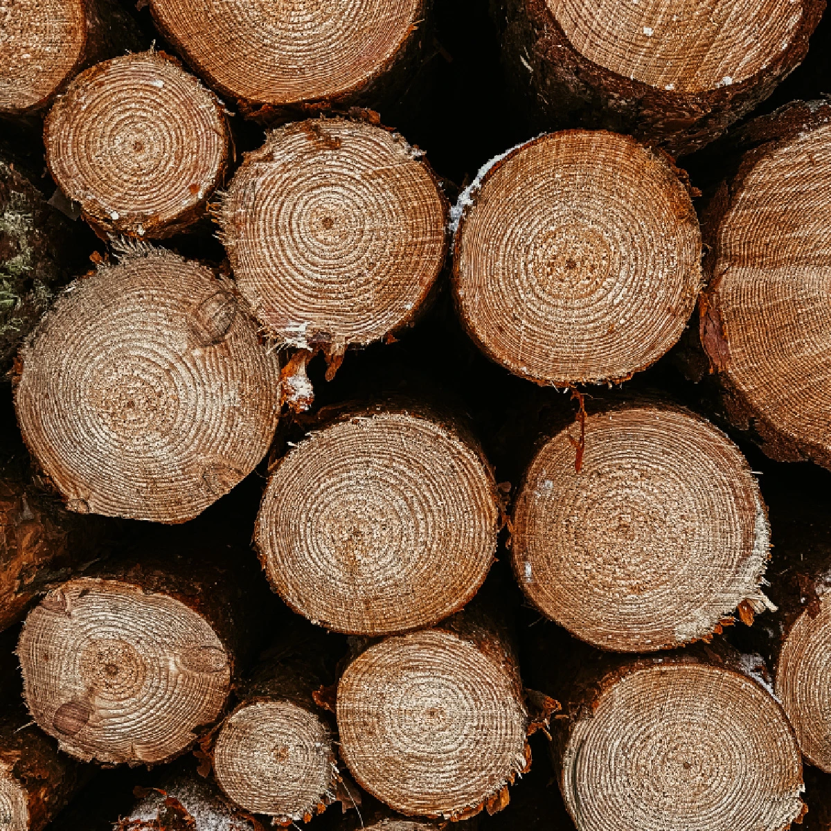 Ağaç Kesmeden Odun Üretebileceğimiz Daisugi Tekniği Hakkında Daisugi Tekniği Nasıl Uygulanır?