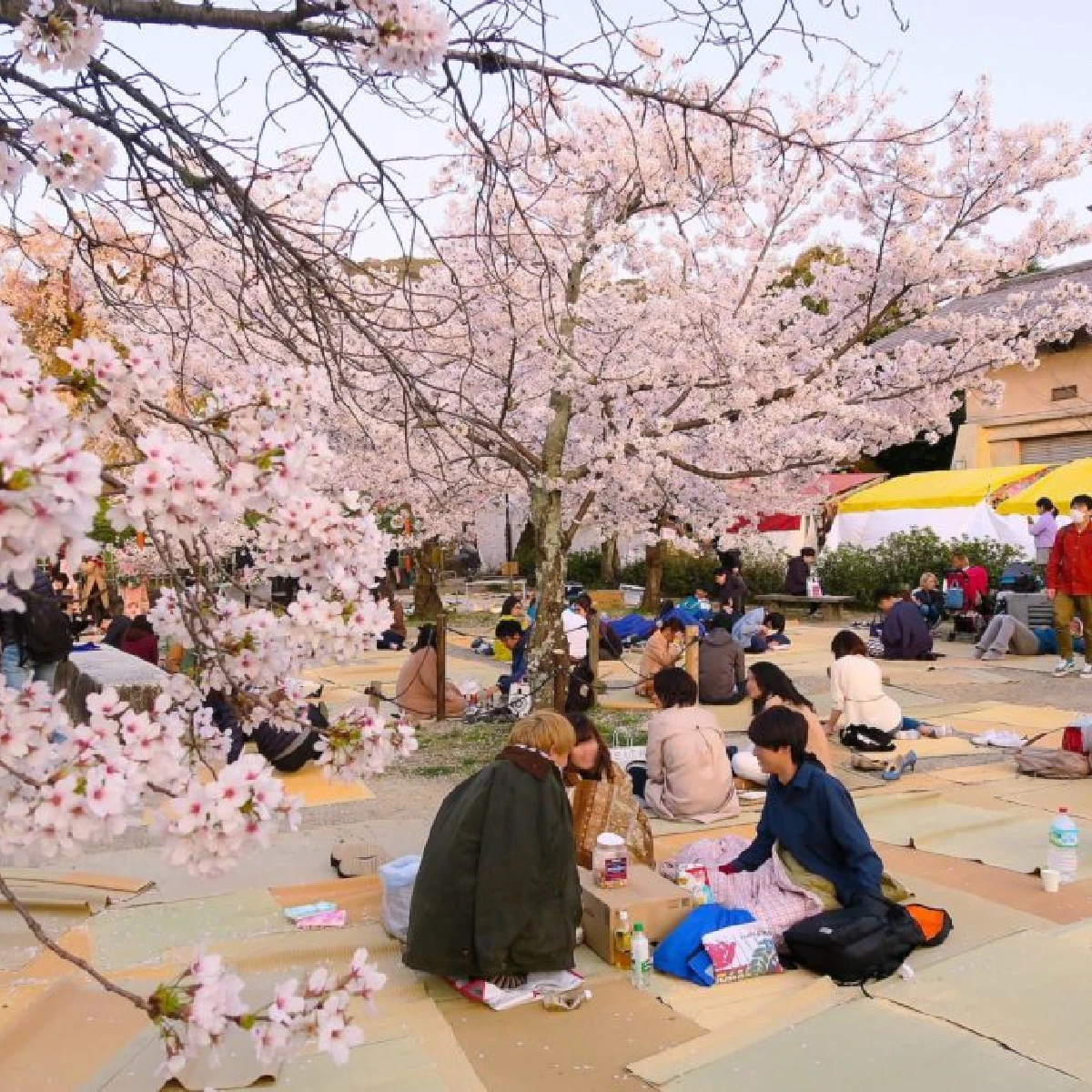 Dünyanın En İyi Bahar Festivalleri Hanami – Japonya