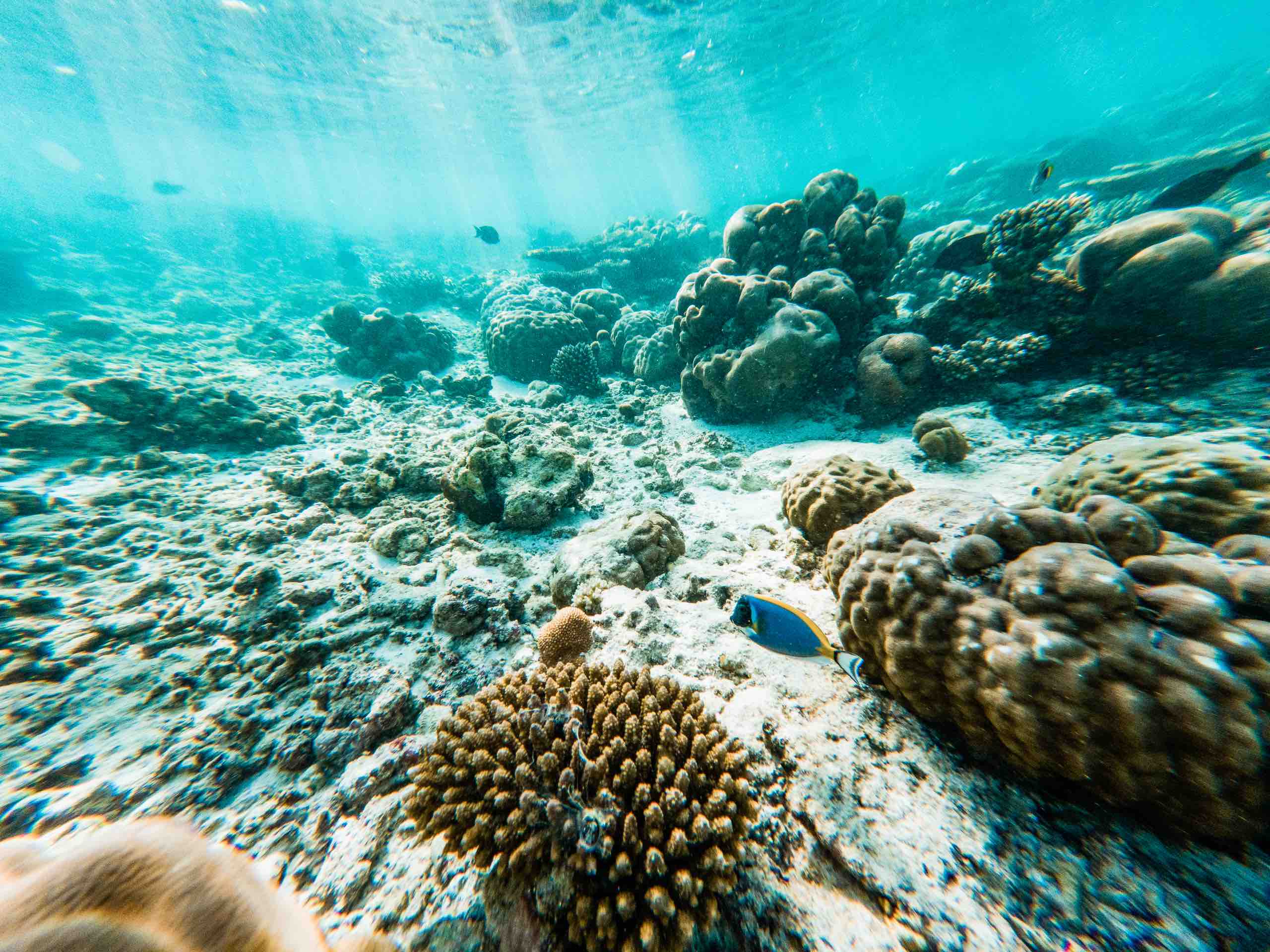 Dünyadaki En Büyük Mercan Resifleri