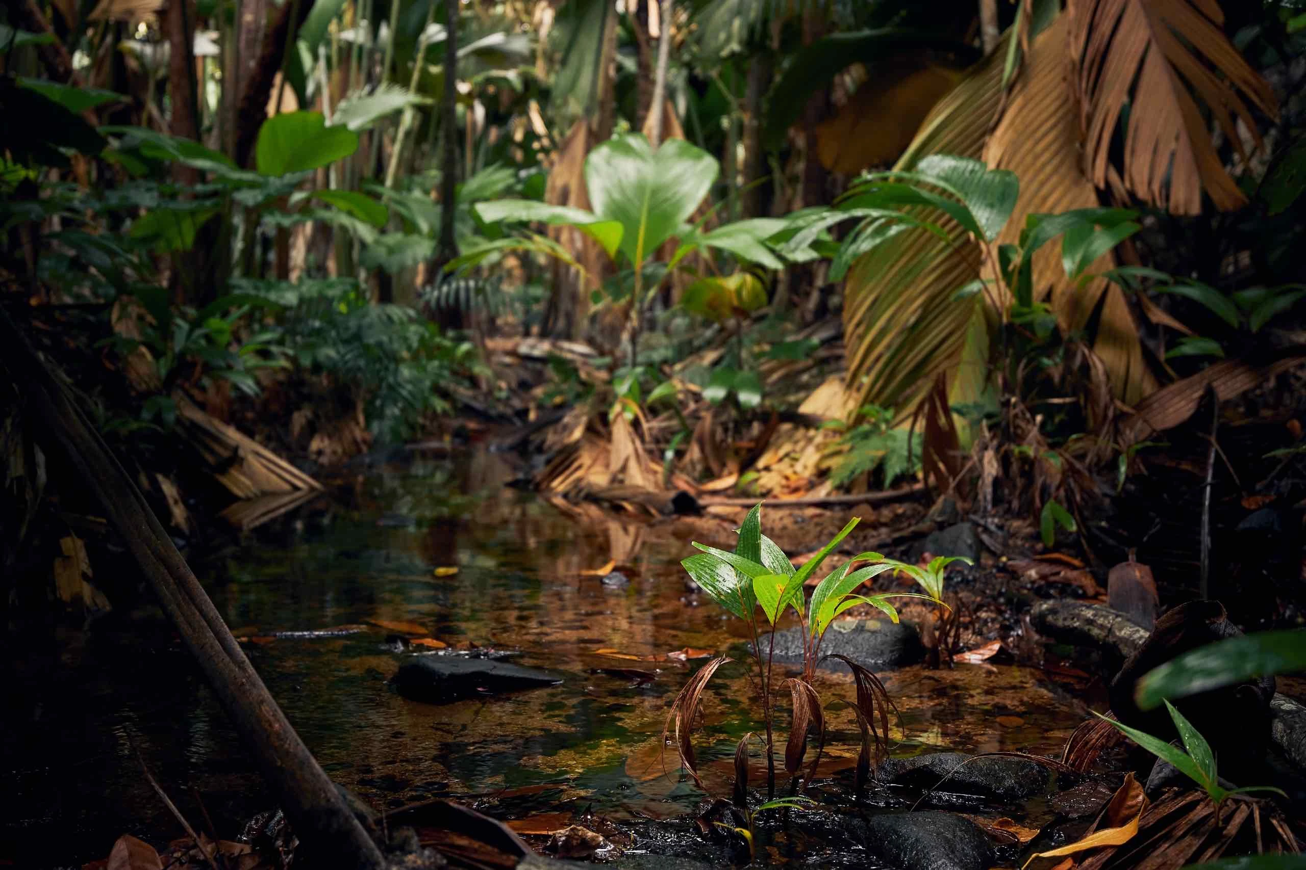 Dünyanın En Büyük Ormanı: Amazon'un Sırları ve Sakinleri