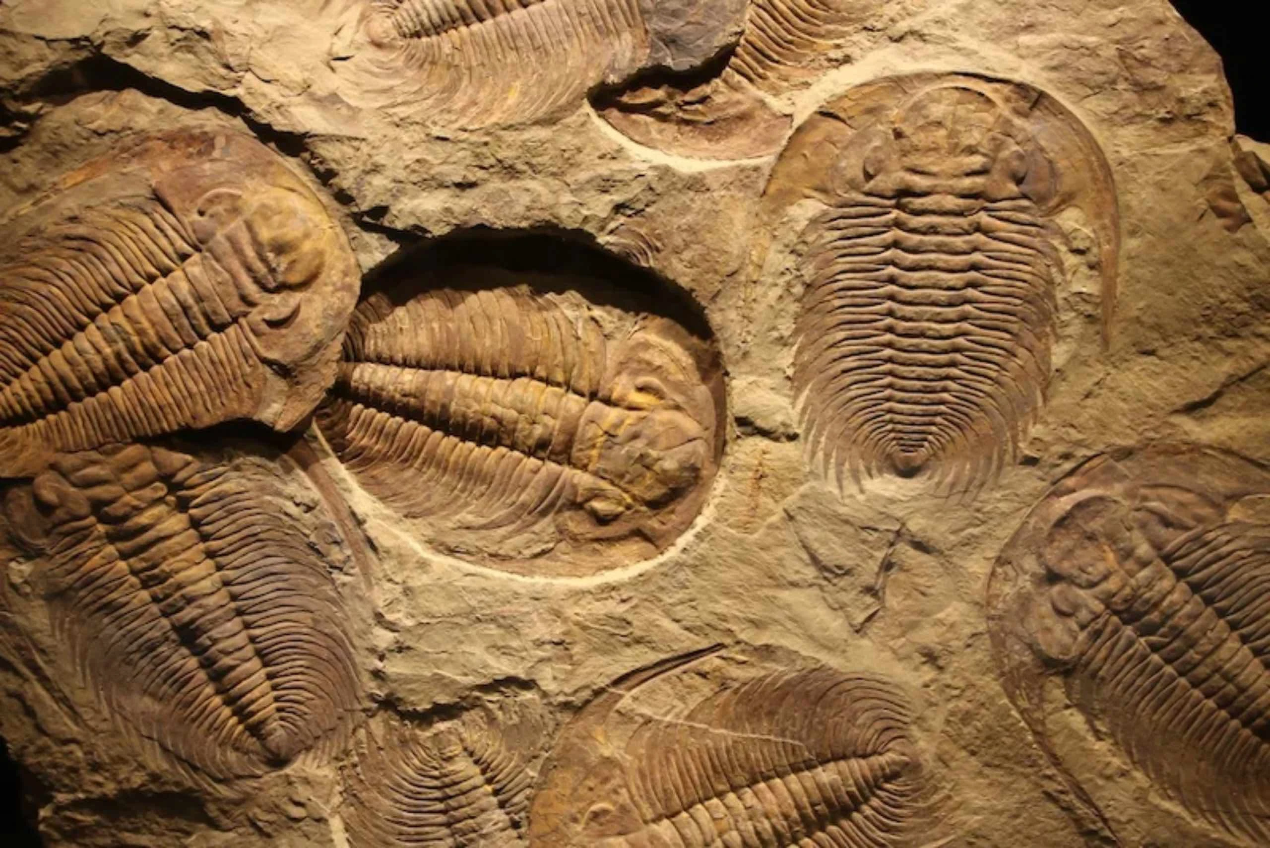 Tarih Öncesi Çağlar: Keşfedilen İlginç Fosiller