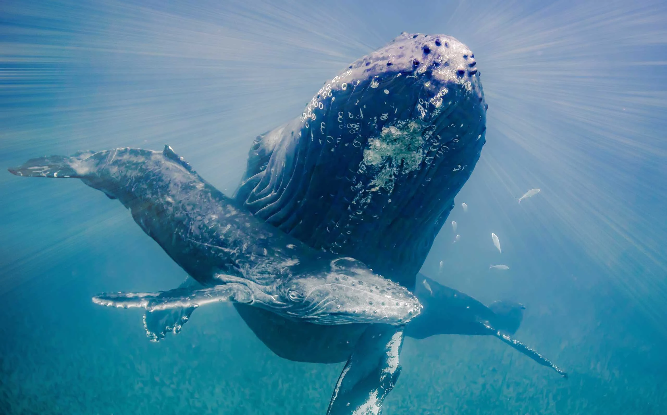 Dünyanın En Büyük Deniz Canlısı: Mavi Balına