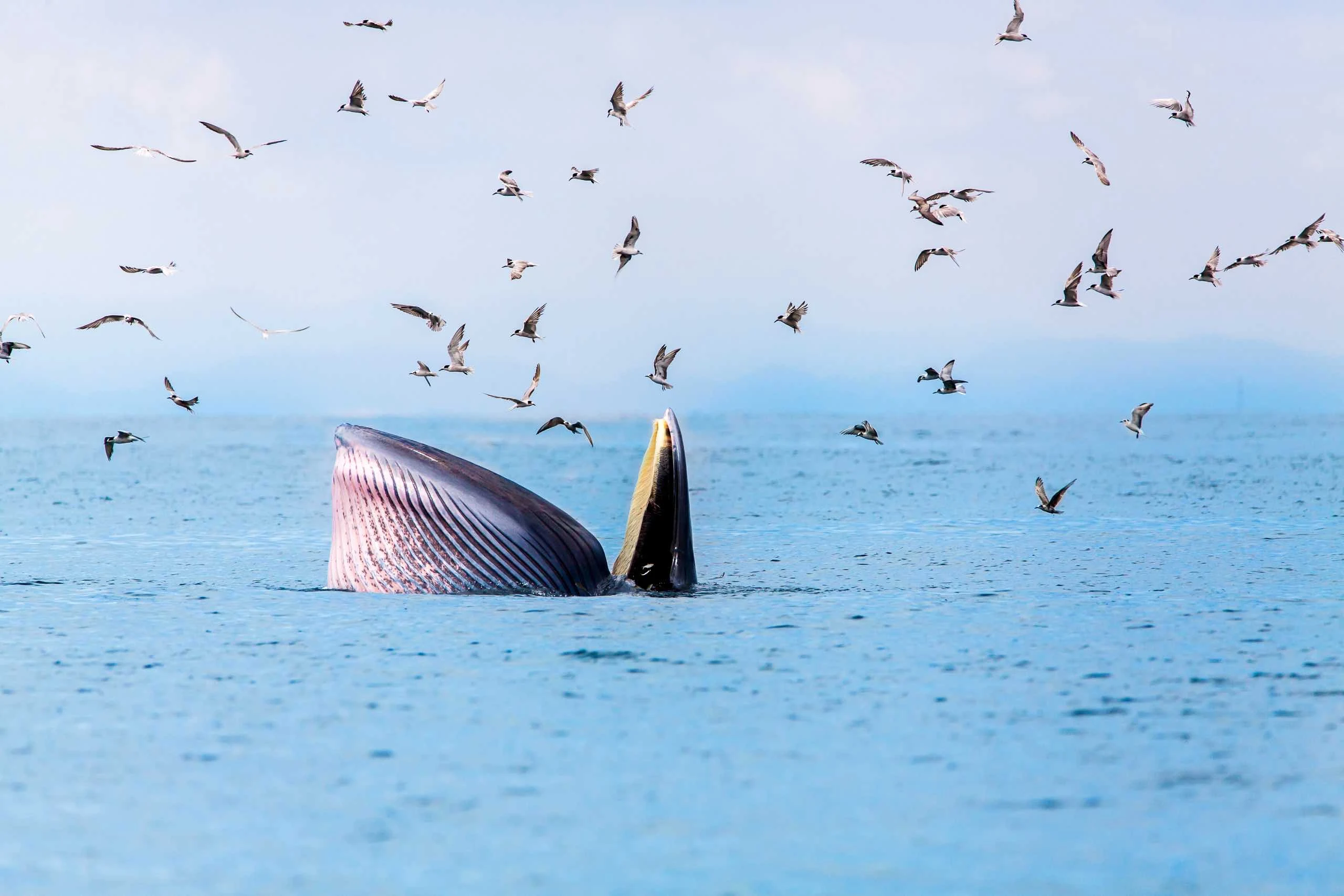 Dünyanın En Büyük Deniz Canlısı: Mavi Balına